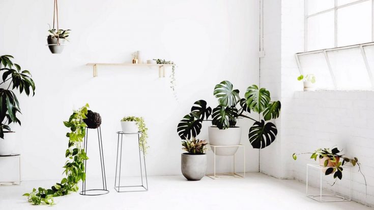 Amazing Plant Home Interior Idea