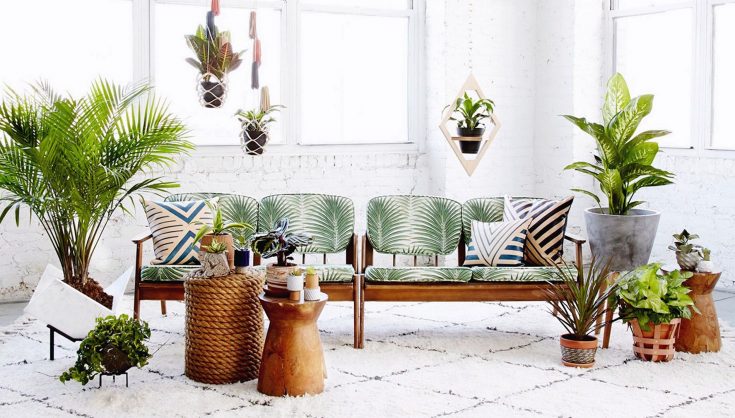 Cozy Interior With Plants Ideas