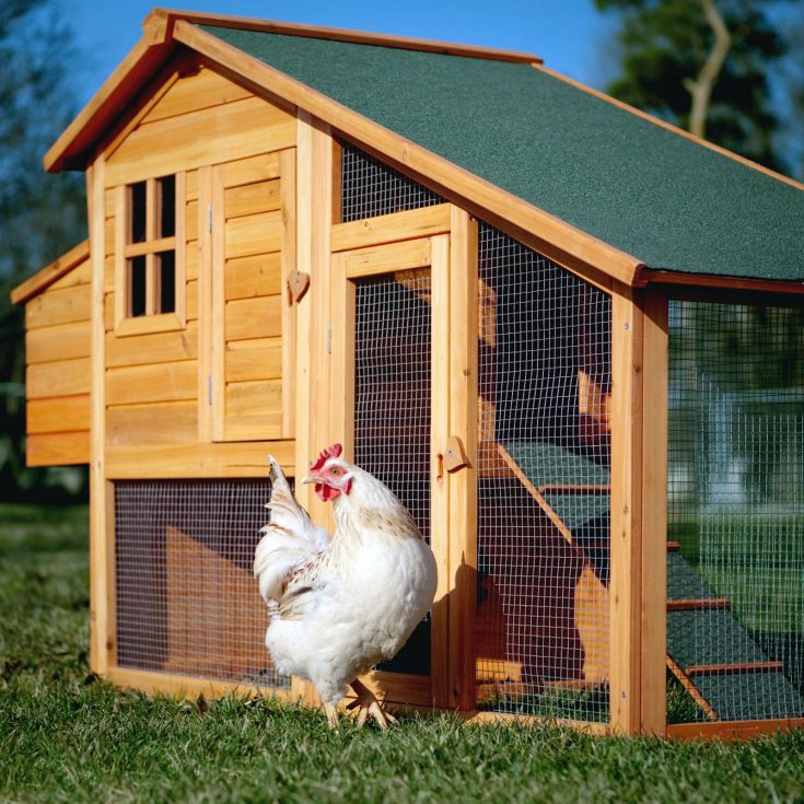 DIY Chicken House Design Idea