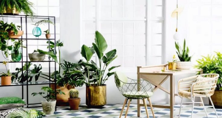 Home Interior With Fresh Plant Idea