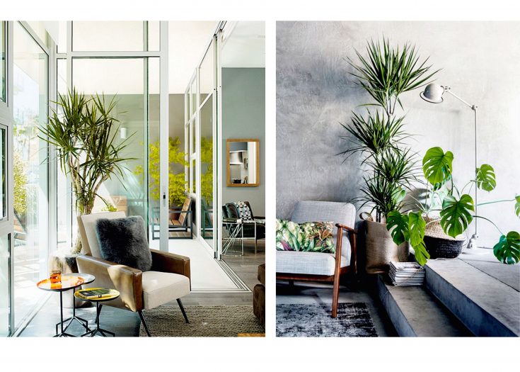 Indoor Plant Design Idea