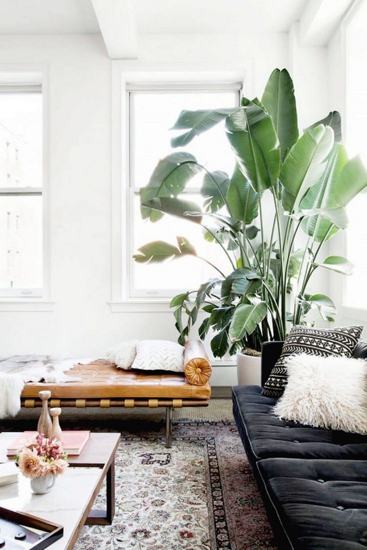 Living Room Plants Decorations Idea
