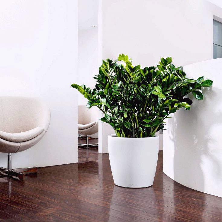 Ornamental Plant Indoor Idea