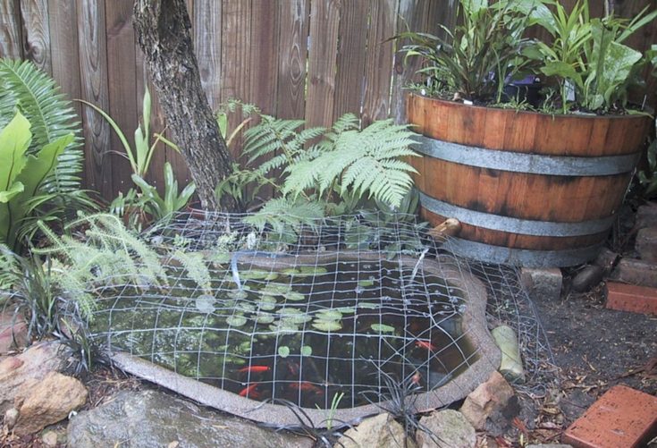 Best Small Garden Fish Pond Design