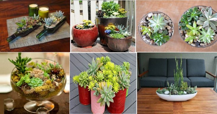 Impressive Succulent Garden Ideas