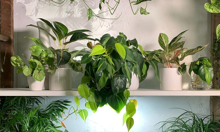 Indoor Plants Rack Ideas