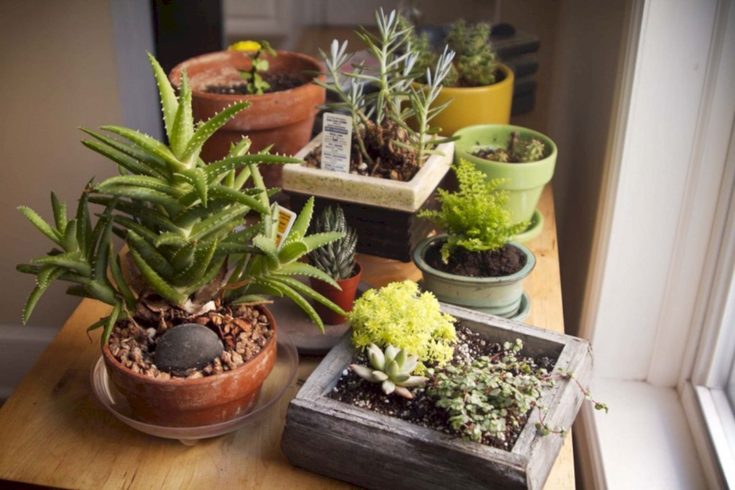 Marvelous DIY Indoor Succulent Garden Ideas