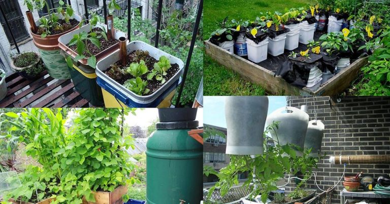 Best DIY Container Garden Ideas