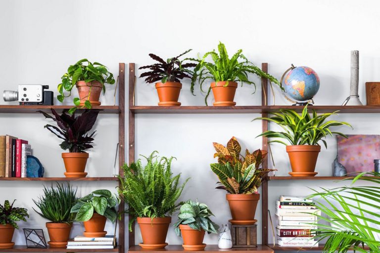 Indoor Plant Rack Ideas