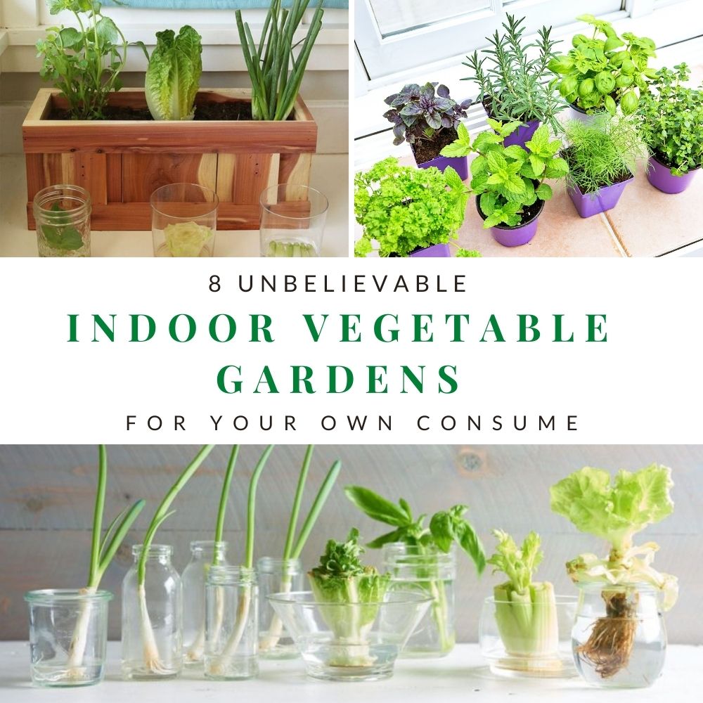 8 Unbelievable Indoor Vegetable Gardens For Your Own Consume (1)
