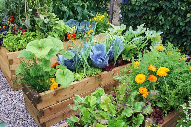 Affordable Vegetable Garden
