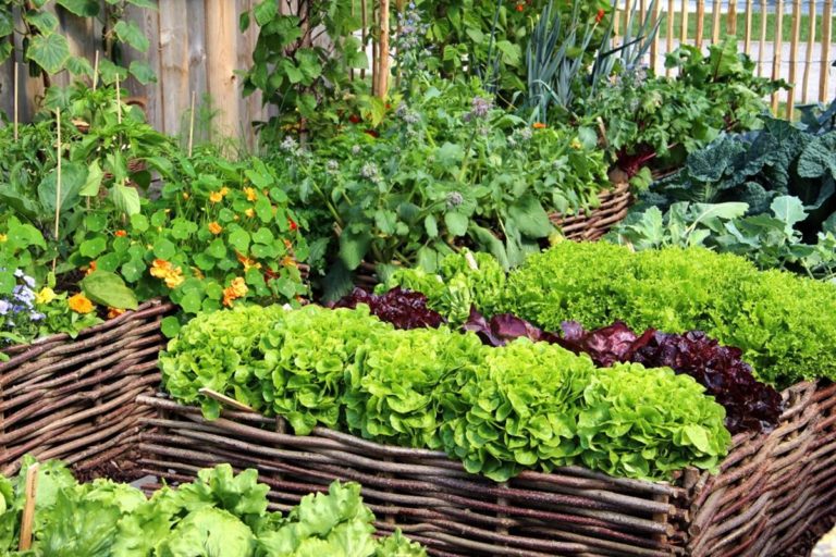 Awesome Vegetable Garden Design