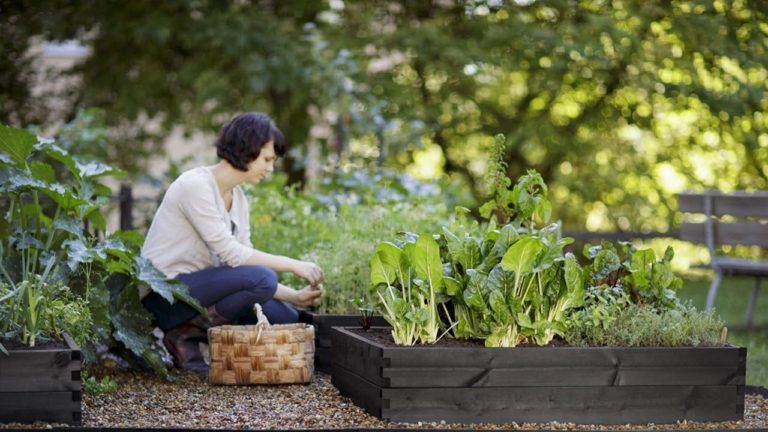 Box Vegetable Garden Ideas