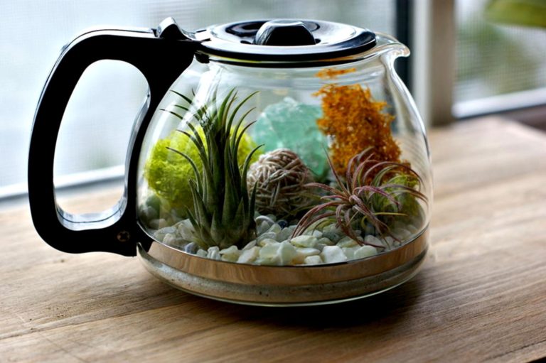 Coffee Pot Homemade Terrarium