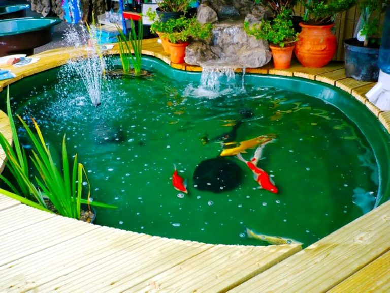 DIY Garden Fish Pond