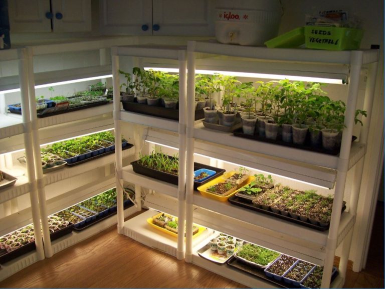 Indoor Mini Vegetable Garden
