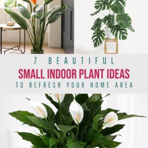 7 Beautiful Small Indoor Plant Ideas To Refresh Your Home Area
